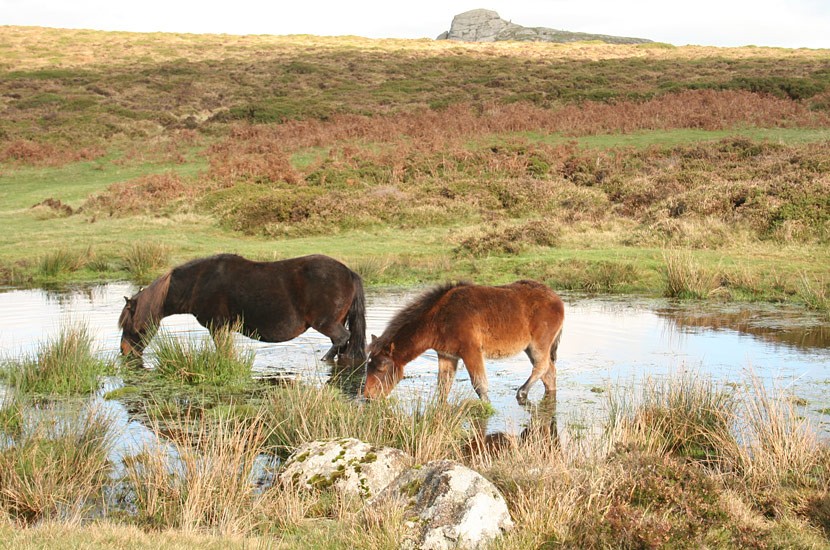 Ponies on Dartmoor